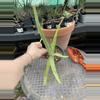 plant/Aloe vera (fka Aloe barbadensis) offsets 4” pots-2-thumbnail