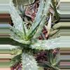 plant/Aloe nyeriensis pups 3” pot uncommon-0-thumbnail