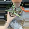 plant/Aloe nyeriensis pups 3” pot uncommon-6-thumbnail