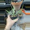 plant/Aloe nyeriensis pups 3” pot uncommon-7-thumbnail