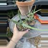 plant/Aloe nyeriensis pups 3” pot uncommon-4-thumbnail
