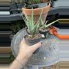 plant/Aloe nyeriensis pups 3” pot uncommon-3-thumbnail