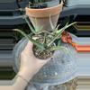 plant/Aloe nyeriensis pups 3” pot uncommon-2-thumbnail