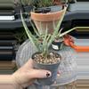 plant/Aloe nyeriensis pups 3” pot uncommon-8-thumbnail