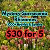 plant/5 Mystery Sarracenia Rhizomes!  ( Carnivorous Plant - Pitcher Plant )-0-thumbnail