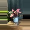 plant/Blue Fern Pot🌿-0-thumbnail