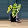 plant/Modern 3D Planter: A Stylish Touch for Your Space 🌱✨-0-thumbnail
