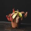 plant/Nepenthes lowii × ventricosa 2"-0-thumbnail