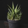 plant/Haworthia limifolia 4"-0-thumbnail