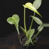 plant/ Monstera 'Burle Marx Flame' 4"-0-thumbnail