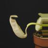 plant/Nepenthes sanguinea 2"-2-thumbnail