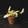 plant/Nepenthes sanguinea 2"-1-thumbnail