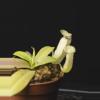 plant/Nepenthes sanguinea 4"-0-thumbnail