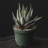 plant/Haworthia coarctata 2"-0-thumbnail
