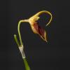 plant/Masdevallia Pinocchio 'Cheyenne' 3"-0-thumbnail