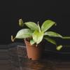 plant/Nepenthes Ampullaria X Sibuyanensis X Ventricosa 2"-0-thumbnail