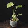 plant/Monstera delicios ‘Mint’ 3.5"-0-thumbnail