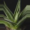 plant/Gasteria ‘Morombe’ 4"-0-thumbnail
