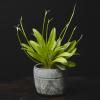 plant/Masdevallia Pinocchio 'Cheyenne' 3"-1-thumbnail