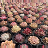 plant/Imported mixed hybrid succulent 1 pcs about 2 inch each-0-thumbnail