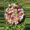 plant/imported mixed baby 5 pcs about 1inch each-0-thumbnail