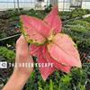 plant/Aglaonema Geely Red 4” pot growers choice-0-thumbnail