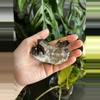 plant/Smoky Quartz crystal cluster - 3”-0-thumbnail