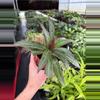 plant/Rhoeo Oyster Plant 4” pot growers choice-3-thumbnail