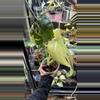 plant/Mint Monstera , Large form #48-2-thumbnail