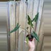 plant/Alocasia Sarian 4” pot growers choice-1-thumbnail