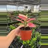 plant/Aglaonema Geely Red 4” pot growers choice-4-thumbnail