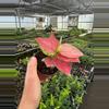 plant/Aglaonema Geely Red 4” pot growers choice-1-thumbnail