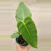 plant/Anthurium veitchii-0-thumbnail