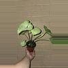 plant/Syngonium white butter fly-0-thumbnail