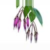 plant/Ceratostema Zamorana Seedling-1-thumbnail