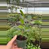 plant/Ficus Moclame 4” pot growers choice-4-thumbnail