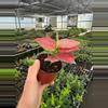 plant/Aglaonema Geely Red 4” pot growers choice-2-thumbnail