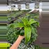 plant/Dracaena Dragon Dorado 4” pot growers choice-3-thumbnail