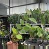 plant/Ceratostema Zamorana Seedling-0-thumbnail