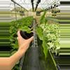 plant/Alocasia Golden Dragon 4” pot growers choice-2-thumbnail