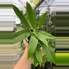 plant/Philodendron Wend Imbe-0-thumbnail
