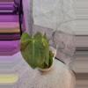 plant/Anthurium Papillilaminum x Forgetti (Emerald Throne)-0-thumbnail