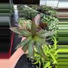 plant/Rhoeo Oyster Plant 4” pot growers choice-1-thumbnail