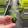 plant/Pomegranate Wonderful “Punica Granatum” starter plant growers choice-3-thumbnail