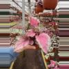 plant/Begonia Spirfire 4”-4-thumbnail