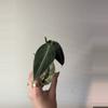 plant/Philodendron Melanochrysum Cutting-2-thumbnail