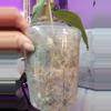 plant/Anthurium Papillilaminum x Forgetti (Emerald Throne)-2-thumbnail