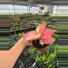 plant/Aglaonema Geely Red 4” pot growers choice-3-thumbnail