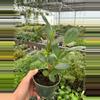 plant/Ficus Moclame 4” pot growers choice-2-thumbnail