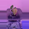 plant/Anthurium pink lemonade x windy dress X Brielle 1-0-thumbnail